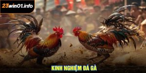 Kinh Nghiệm Đá Gà