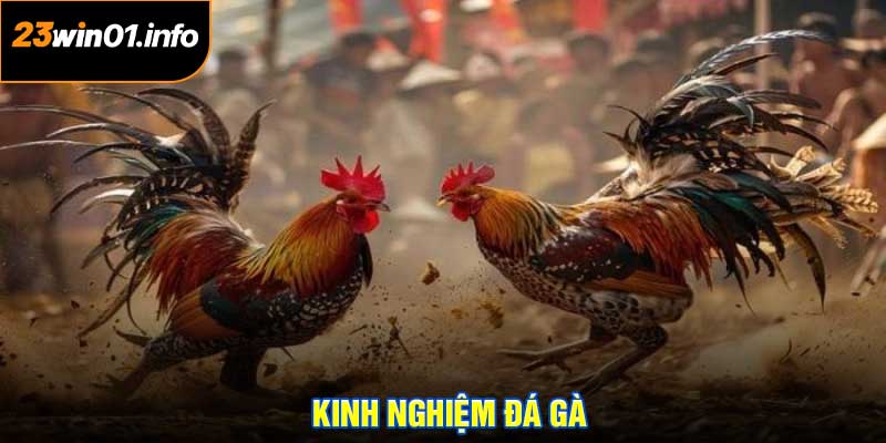 Kinh Nghiệm Đá Gà